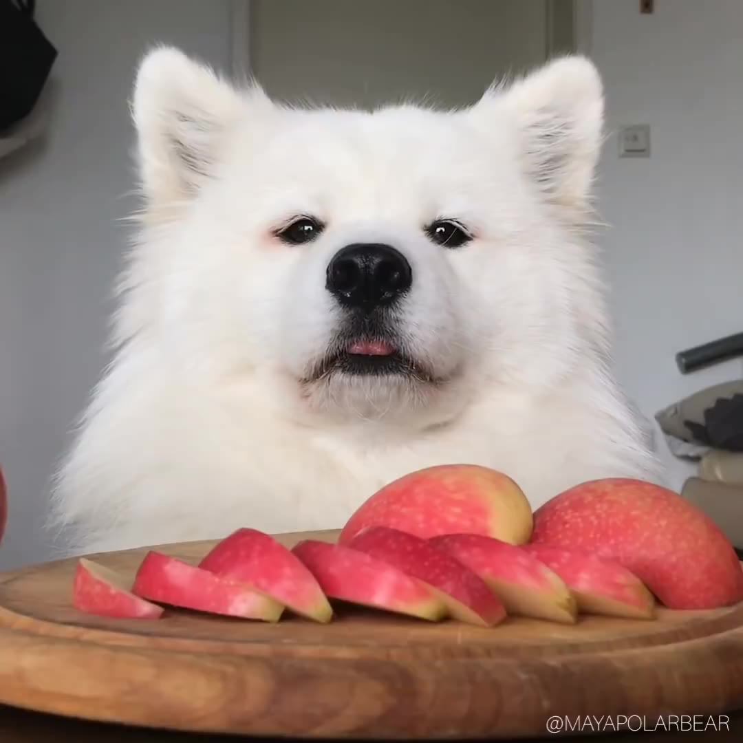 maya吃苹果萨摩耶mayaasmr