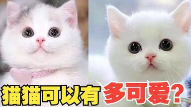 萌猫 萌萌猫-可爱又有趣的猫视频集锦1 | 治愈小奶猫|猫猫可以有多可爱