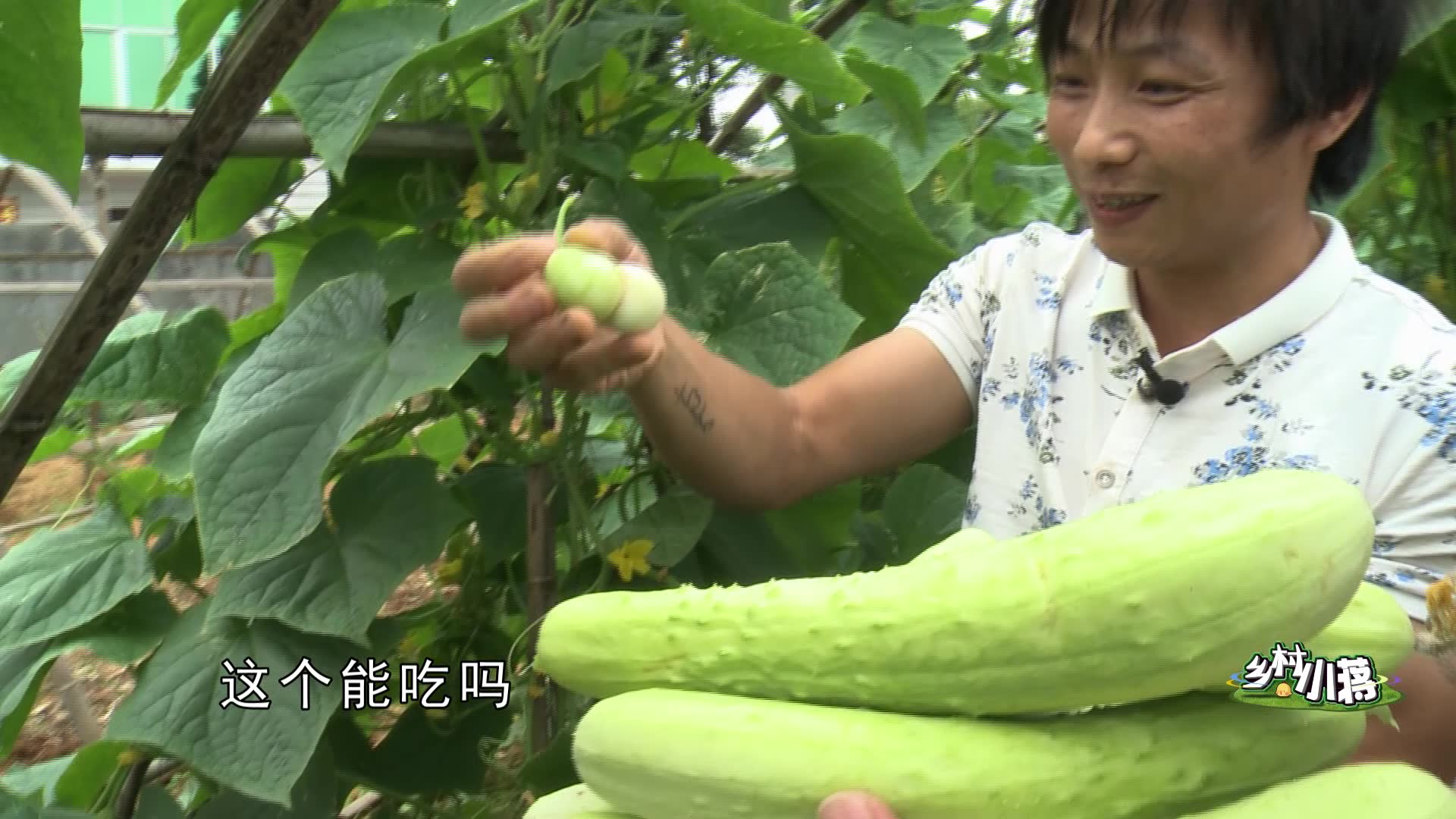 农村小伙种植这种黄瓜30块钱一斤,城里人想吃买不到,却长相奇怪哔哩哔哩bilibili