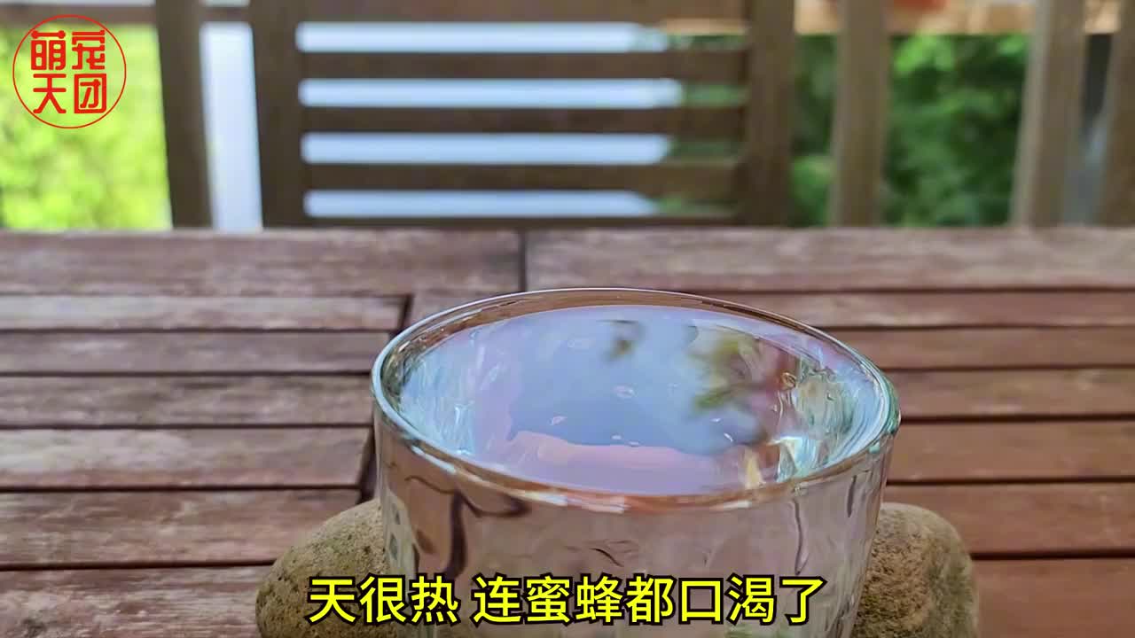 可爱呆萌的野生花栗鼠 谁看了会不喜欢呢?哔哩哔哩bilibili