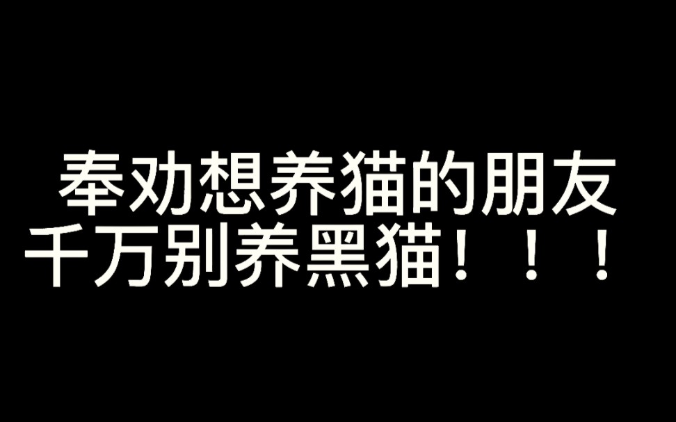 奉劝想养猫的朋友们千万别养黑猫!!!因为你会经常觉得自己瞎了!哔哩哔哩bilibili