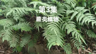 BE3:蕨类植物的特征