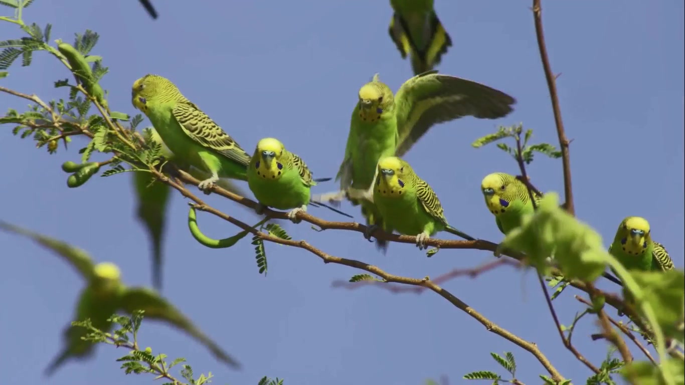 100000只虎皮鹦鹉齐飞的壮丽美景