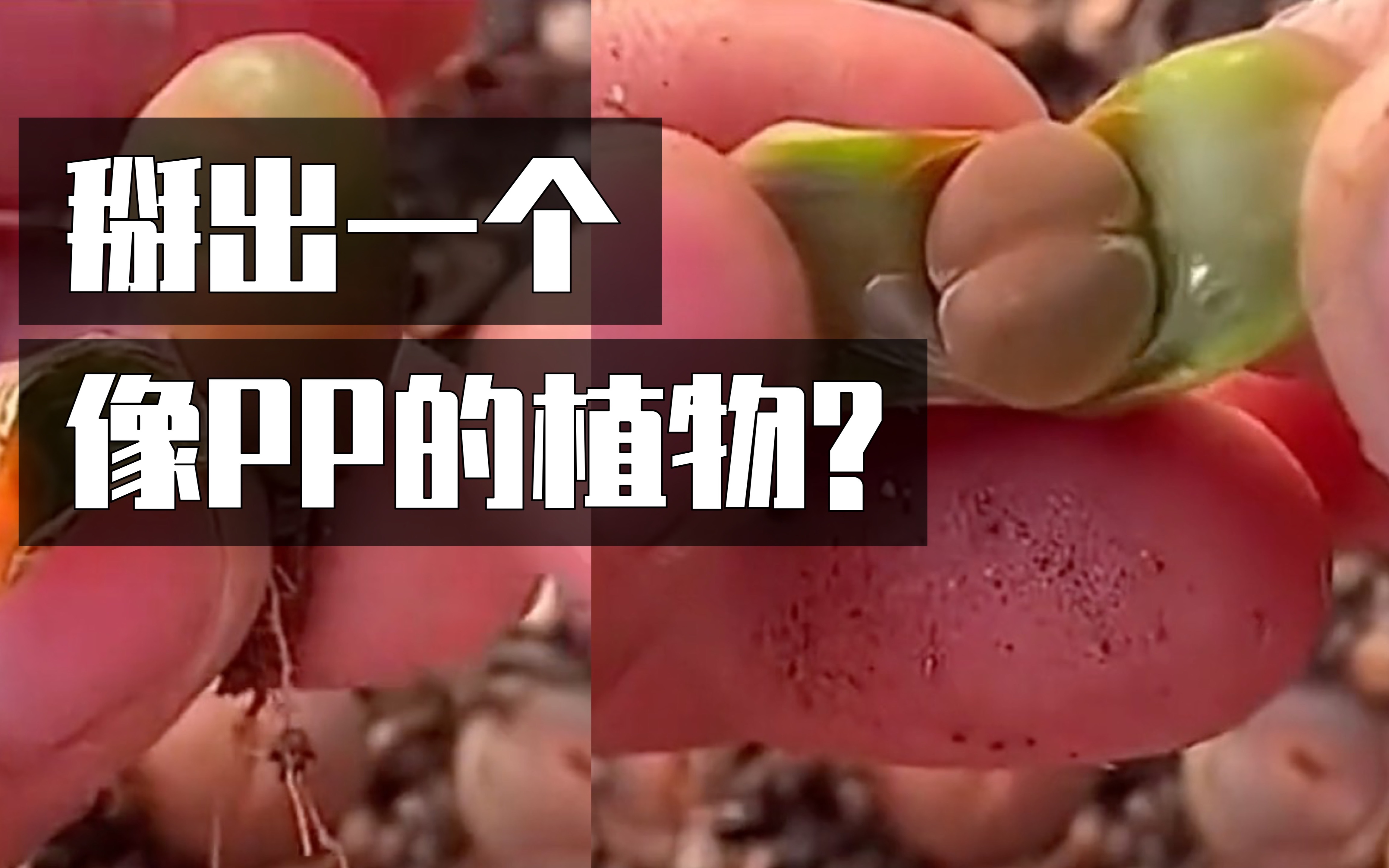 [图]这个掰开长得像屁股的植物是什么？