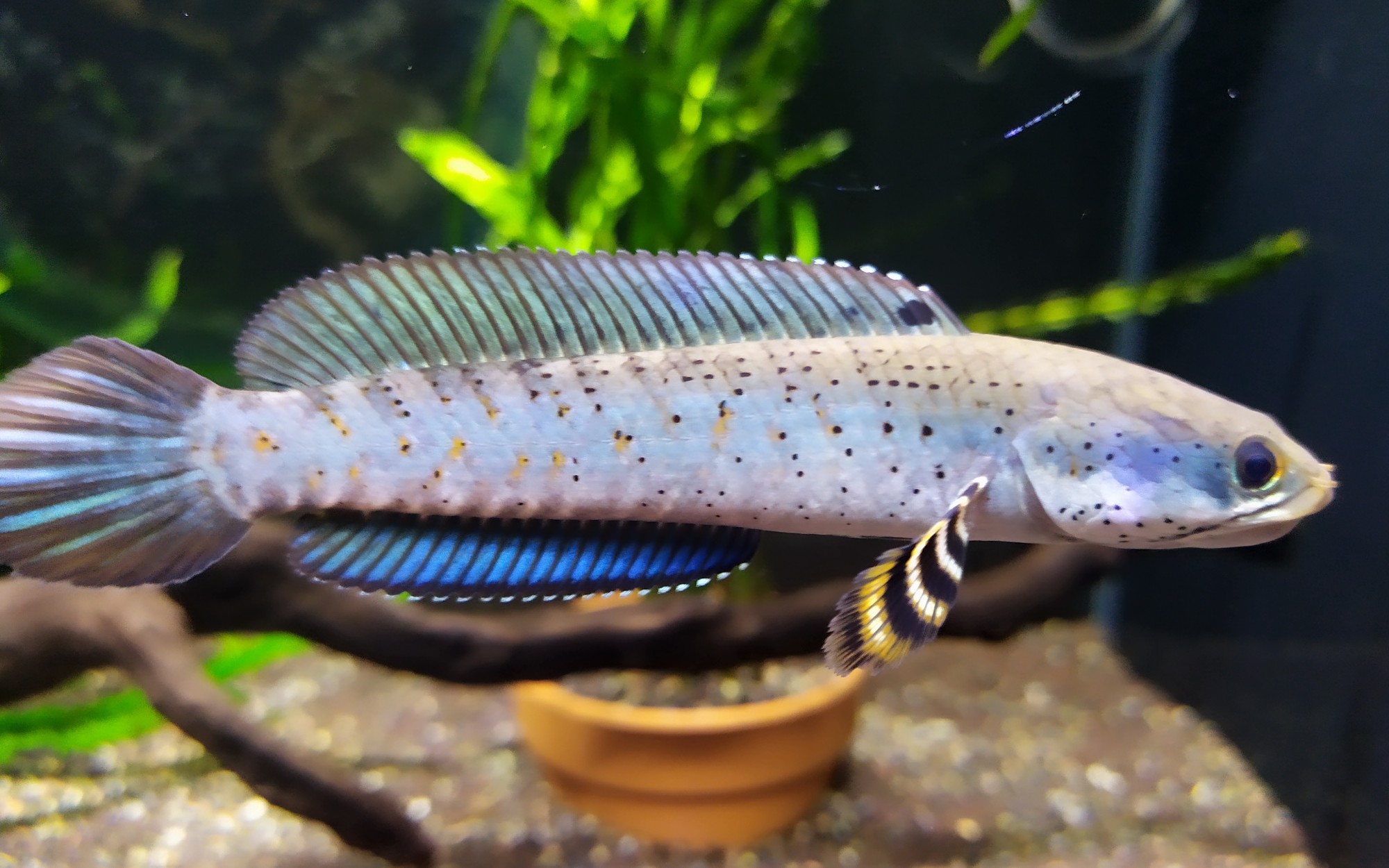 幻彩红宝石雷龙鱼的零食投喂_哔哩哔哩 (゜-゜)つロ 干杯~-bilibili