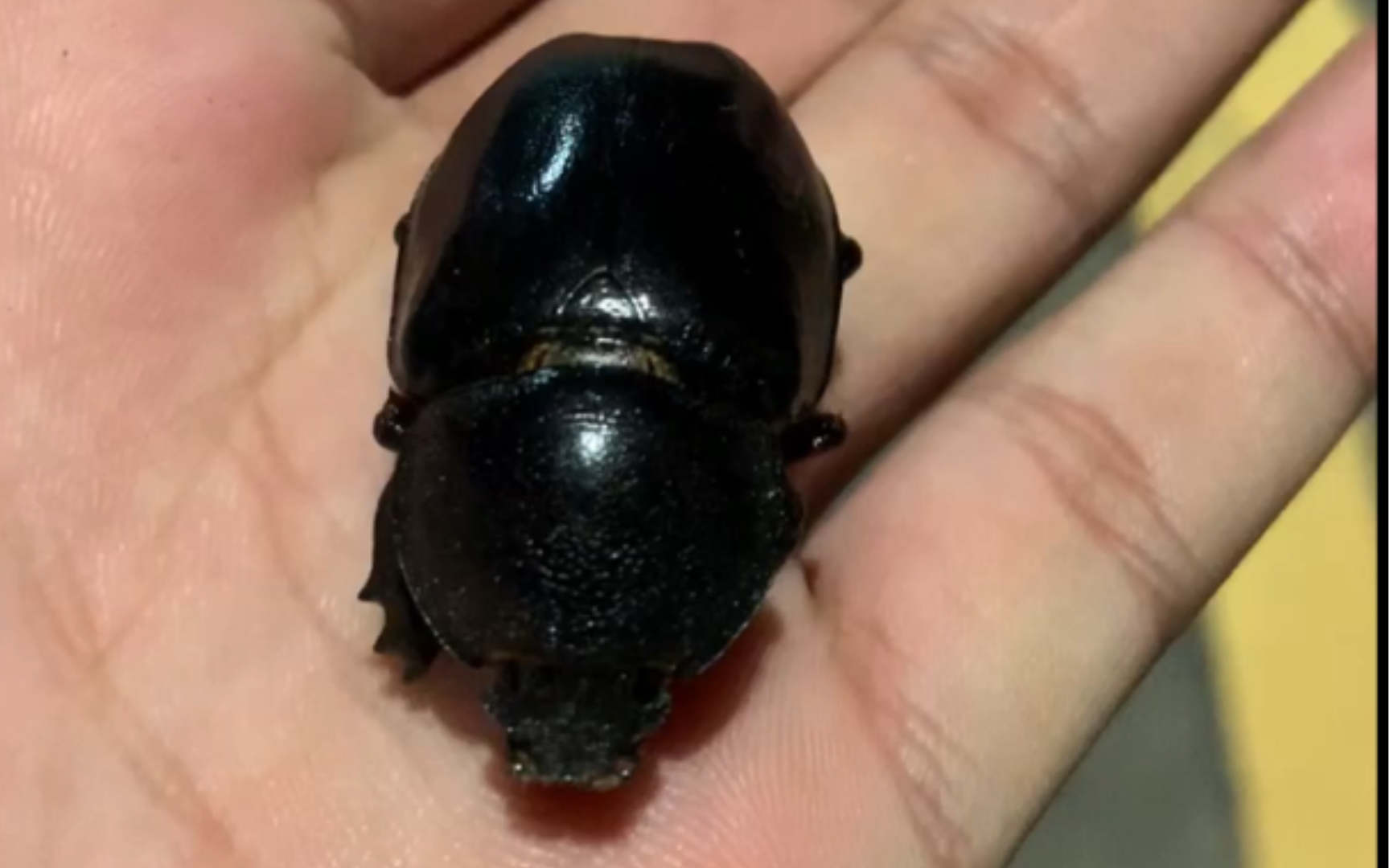 这在我们村叫牛屎壳郎