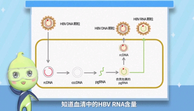 乙肝RNA病毒怎么来的?#R博士聊核酸 带你揭秘突破性新指标HBV RNA哔哩哔哩bilibili