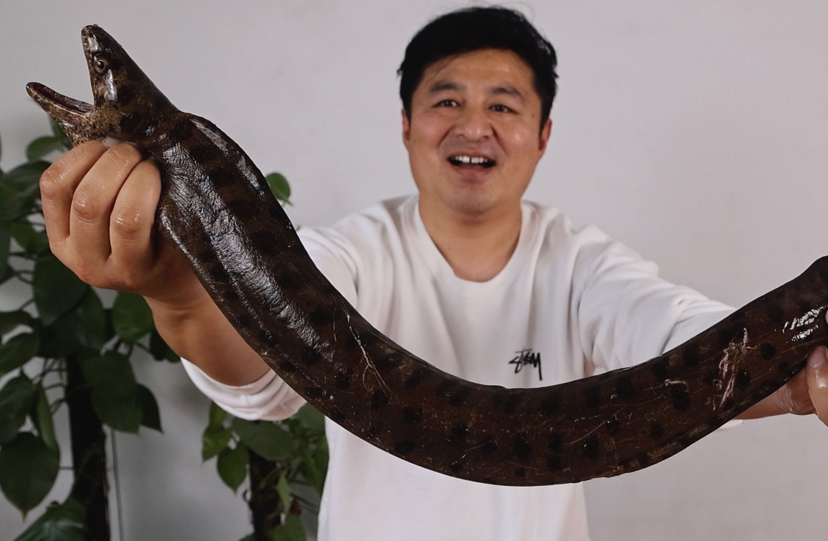 买了一条凶猛的豹纹海鳗,做一道"清蒸盘龙海鳗",看着猛吃着香