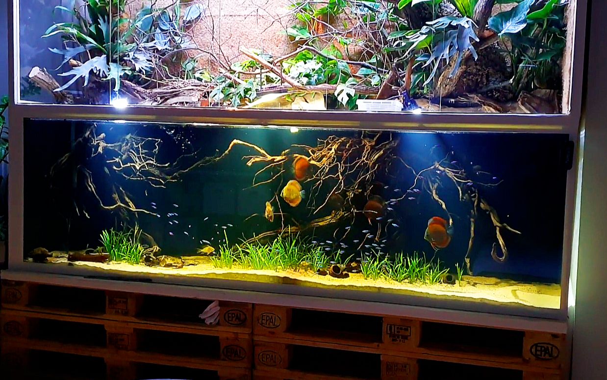 野彩神仙造景缸:200条宝莲灯入缸_哔哩哔哩_bilibili