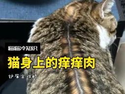 下载视频: 猫咪身上的四个隐藏痒痒肉！一玩一个不吱声…