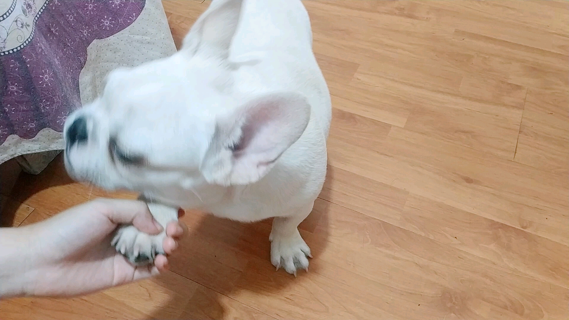 [法斗宝宝哥斯拉]各种握爪爪(0725皿25`)