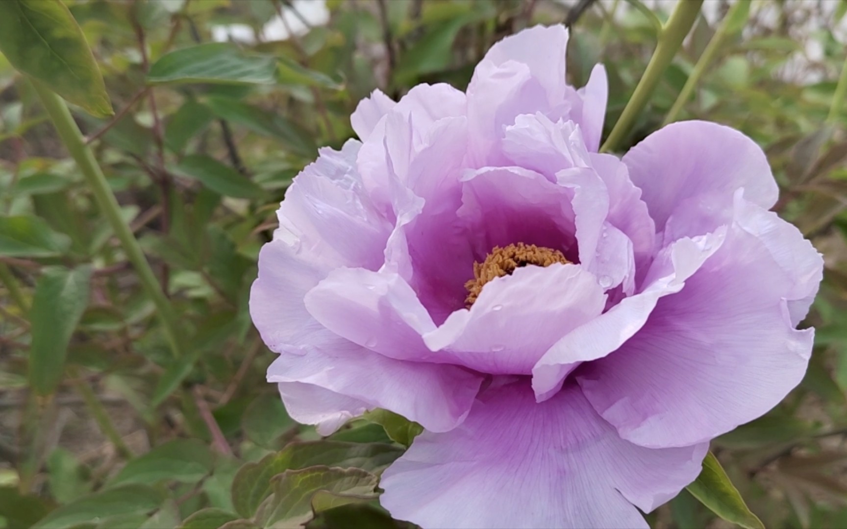 活动作品春日丹凤和牡丹傻傻分不清