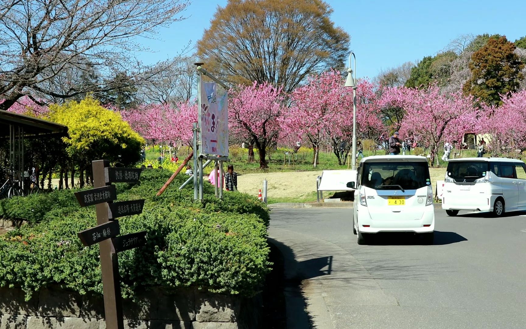 【超清日本】【茨城縣】【4k】2023 古河市 古河公方公園桃花節