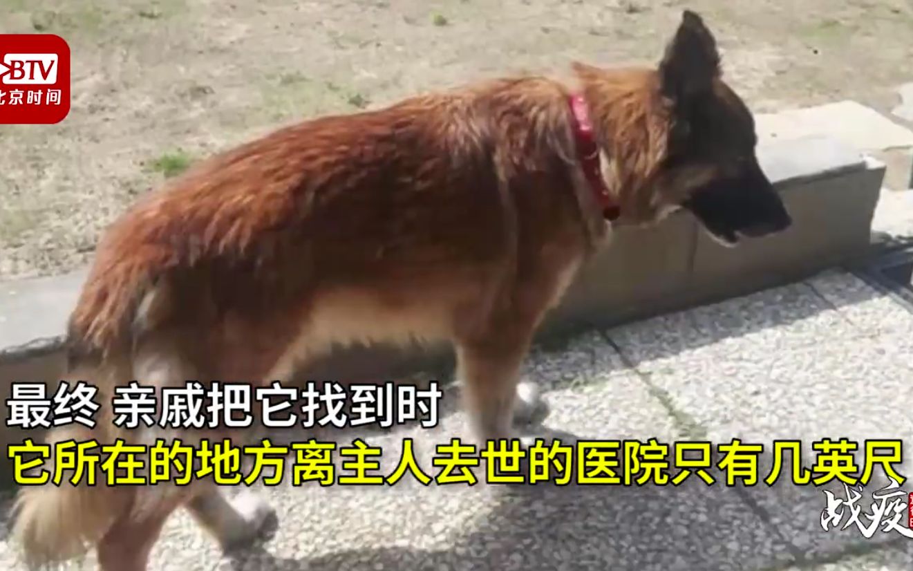 疫情版忠犬八公!主人感染新冠去世 狗狗赶了几小时路来到医院等待哔哩哔哩bilibili