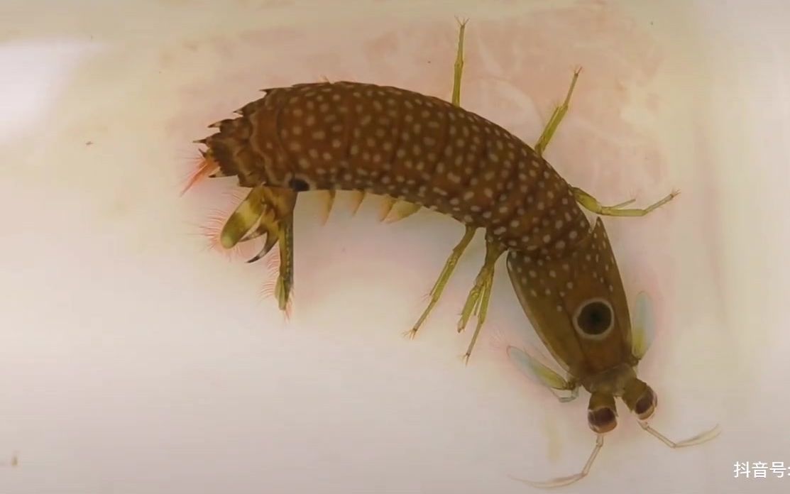 两只自带密恐福利的虾蛄(螳螂虾)