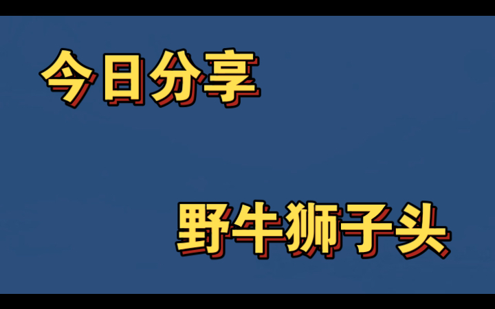 今日分享之野牛狮子头哔哩哔哩bilibili