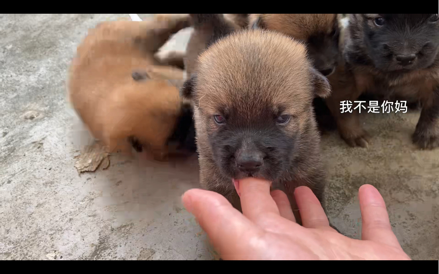 当小狗崽误认我是它们的妈妈时哔哩哔哩bilibili