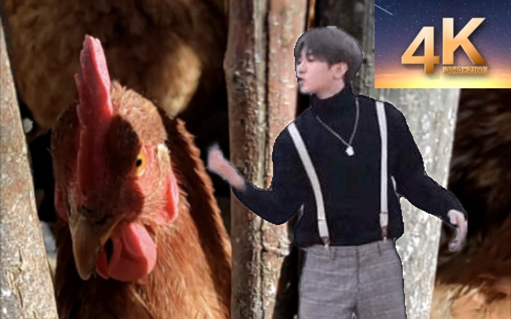 给鸡看蔡徐坤——夸你呢(4k)(摄像头移动)