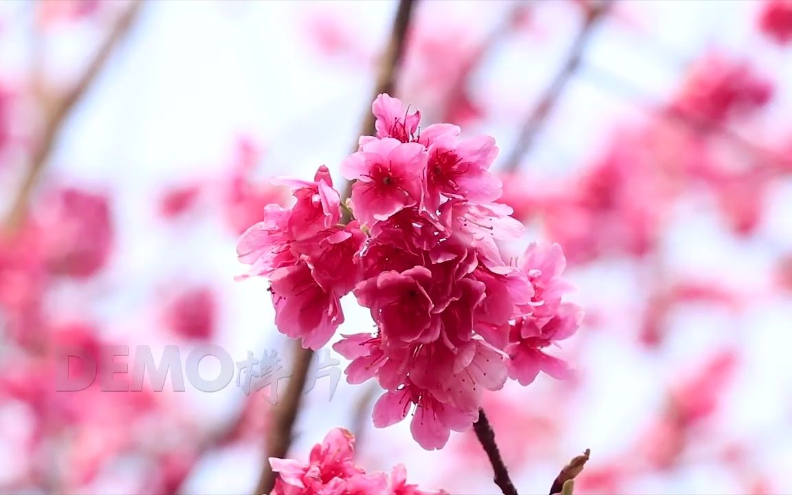 [图]视频素材 ▏k917 4K画质唯美粉色樱花桃花盛开鲜花花朵绽放花团锦簇春天生机勃勃学校校园小学诗歌朗诵比赛大屏幕舞台LED背景视频素材