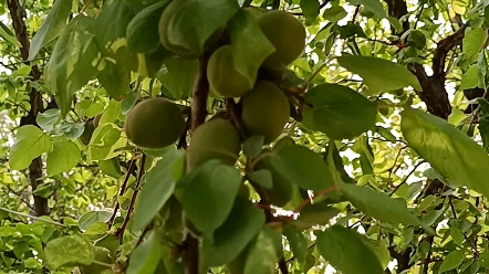 春天的果实已经这么大了,这是大黄杏.