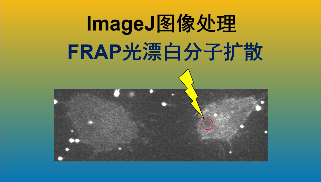 『超实用』ImageJ图像处理  光漂白荧光恢复FRAP分析分子扩散!哔哩哔哩bilibili