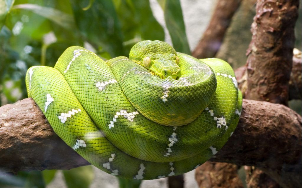 亚马逊森林 恐怖生物图片