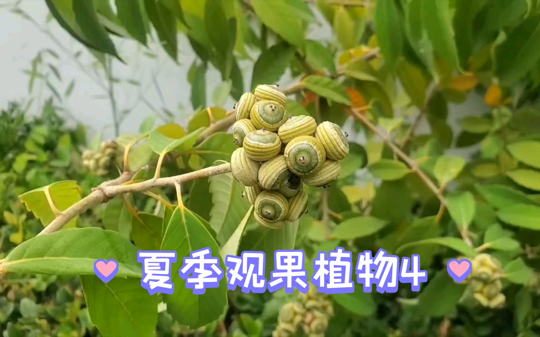 夏季观果植物4:滇青冈,水杉,柏树,金银忍冬,无患子等