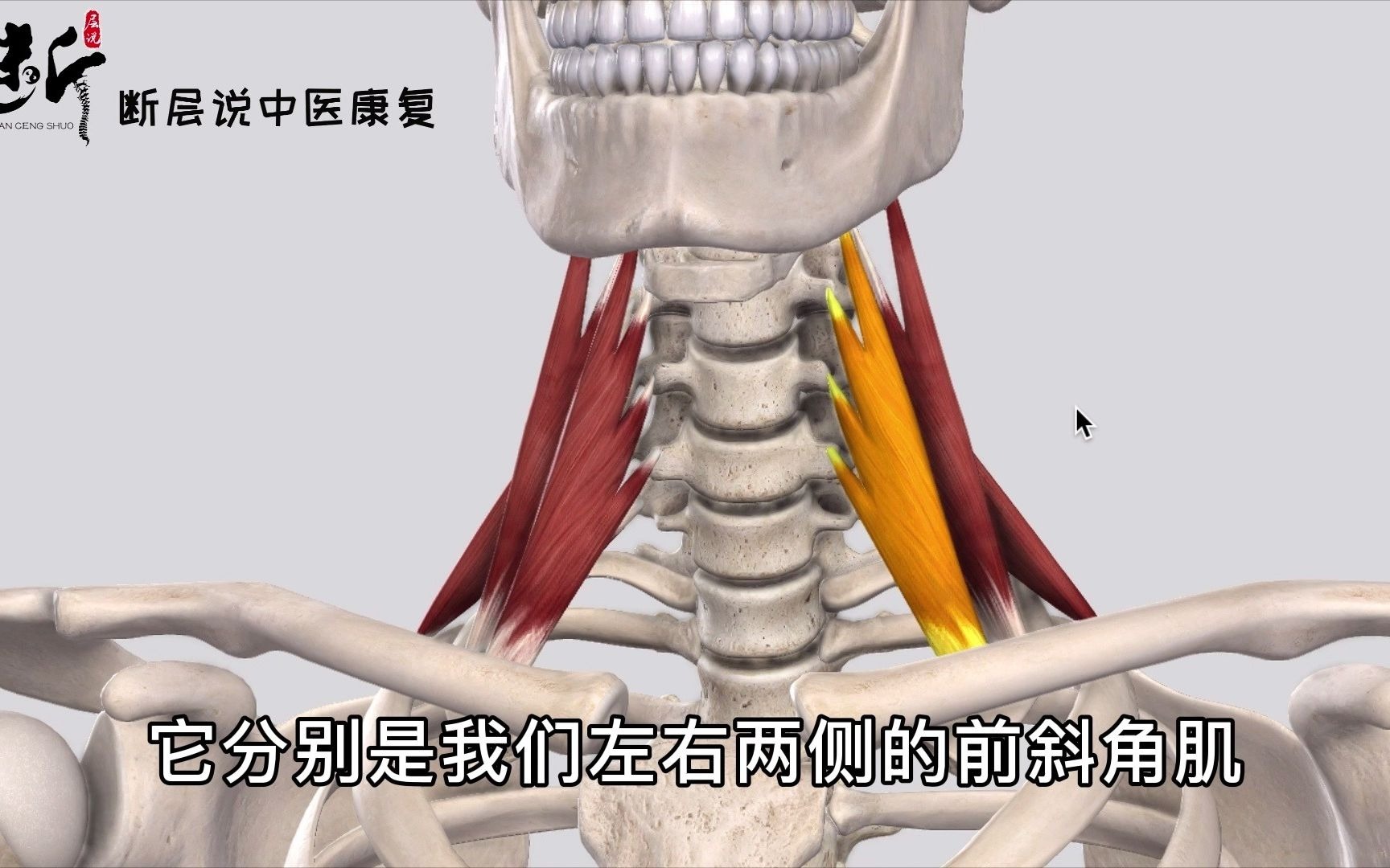 【斜角肌的秘密(上)】小小一块斜角肌,究竟可以引起多少种症状?我愿把它称之为“上半身最重要肌肉”!哔哩哔哩bilibili