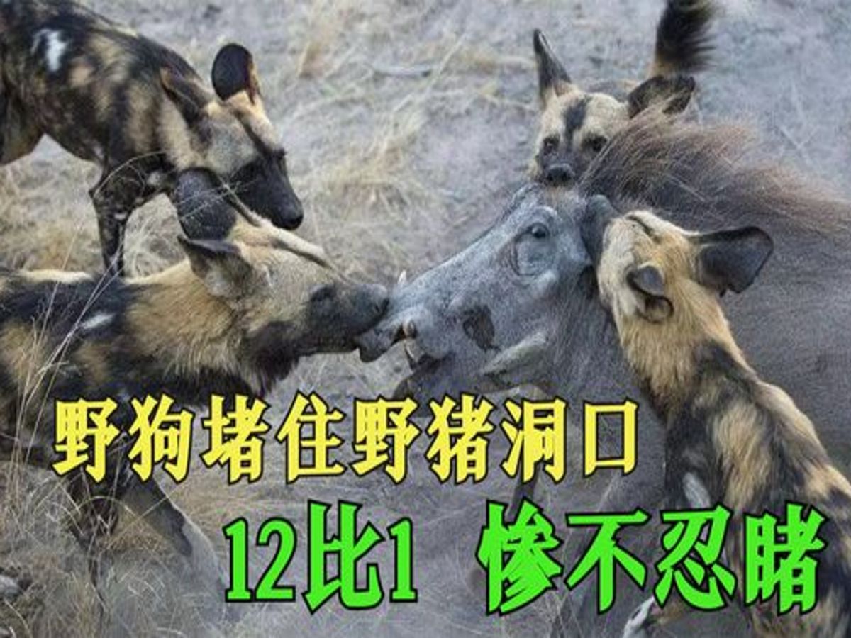穷凶极恶的野狗狩猎野猪名场面