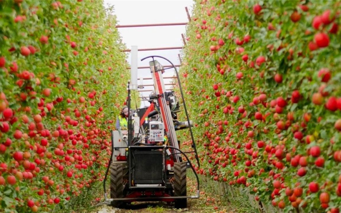 美国发明苹果采摘机,管道对准苹果一吸,10秒内就可摘下