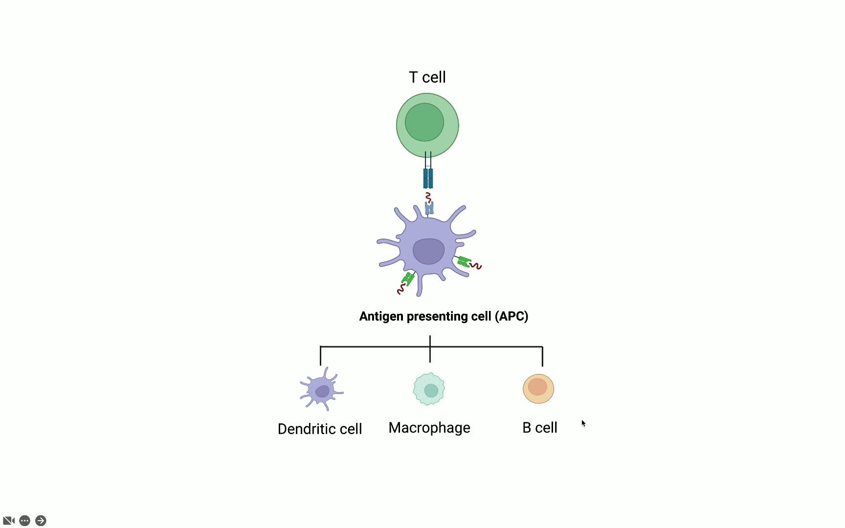 树突状细胞(Dendritic cell)的分类及各自的功能哔哩哔哩bilibili