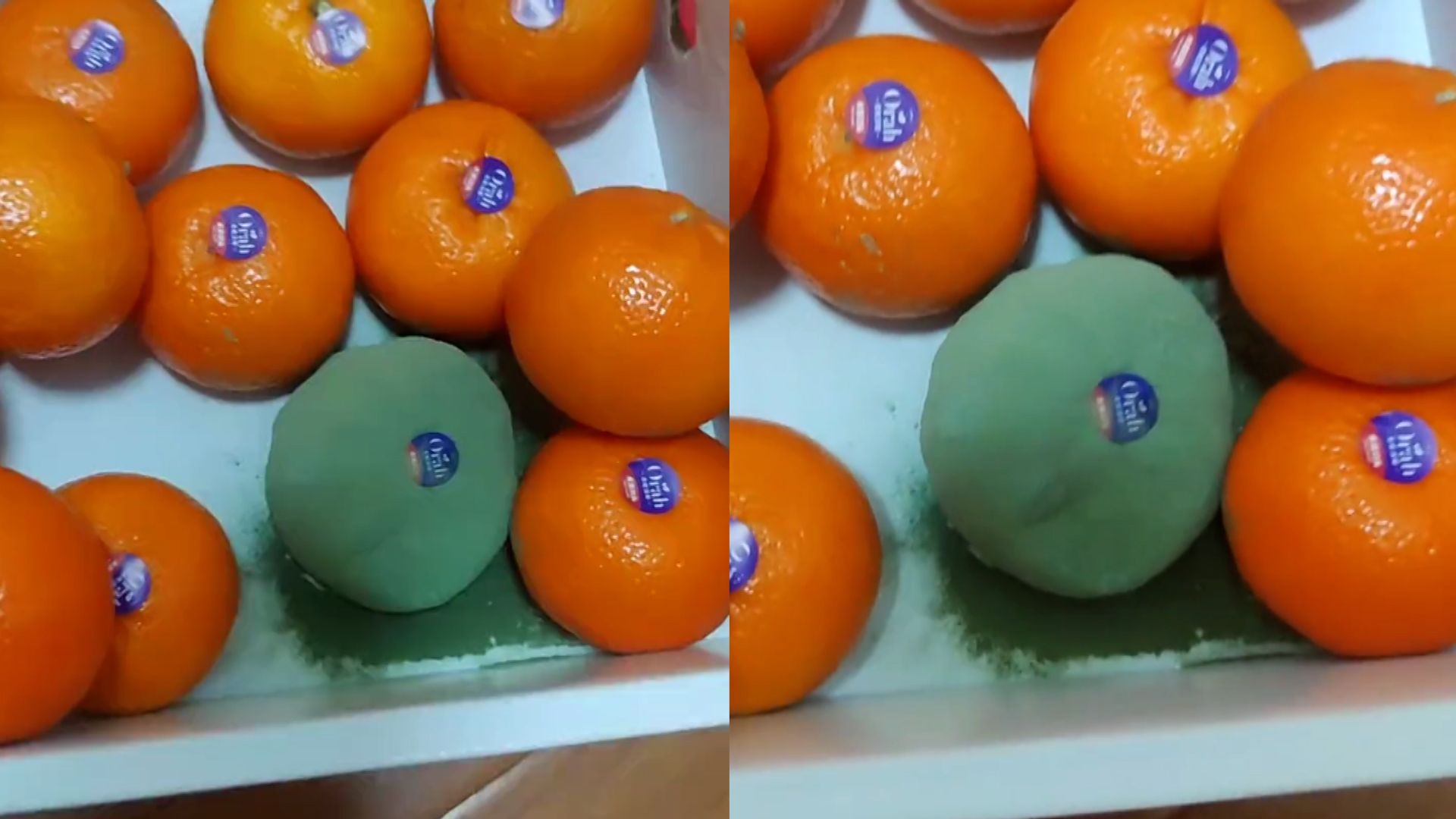 女子扔掉发霉的沃柑,网友却花100元抢着要:实验室难养的青霉菌