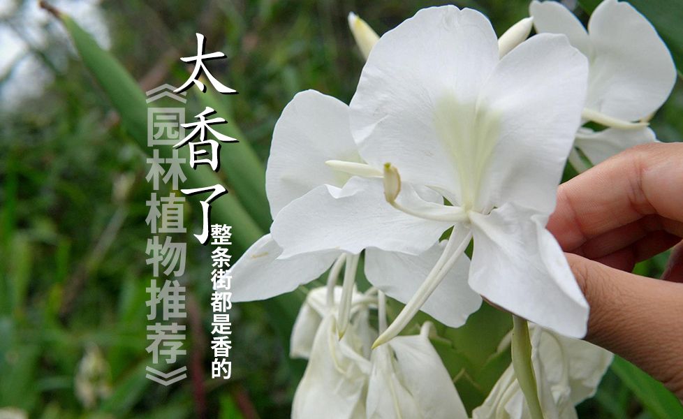 农场/乡村花园必备,江浙沪可种的芳香安全的姜科植物哔哩哔哩bilibili