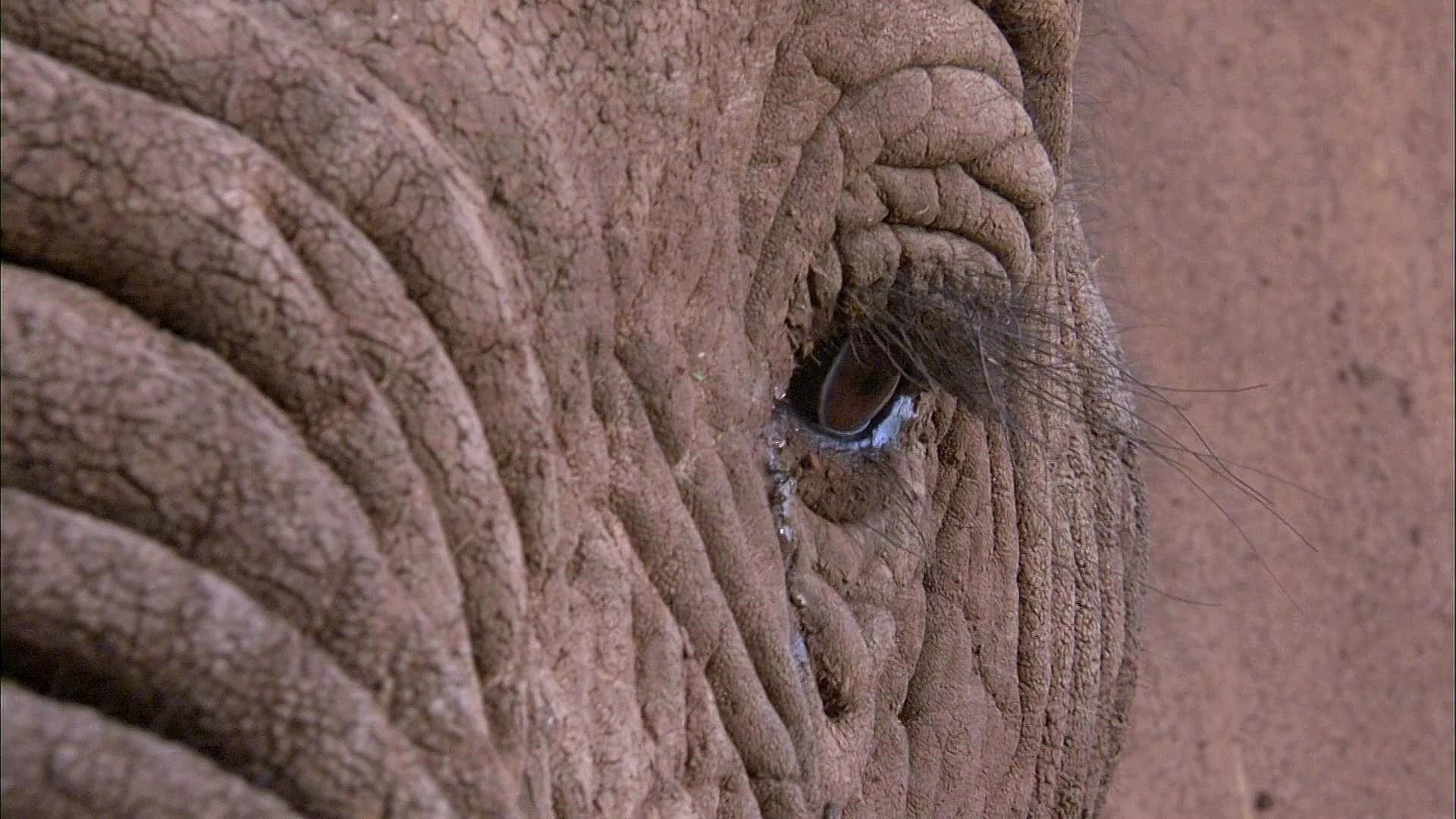 大象的哭泣:任何环境下,母爱始终是最伟大的情感