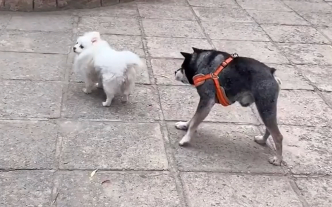 这狗子怎么短了半截?