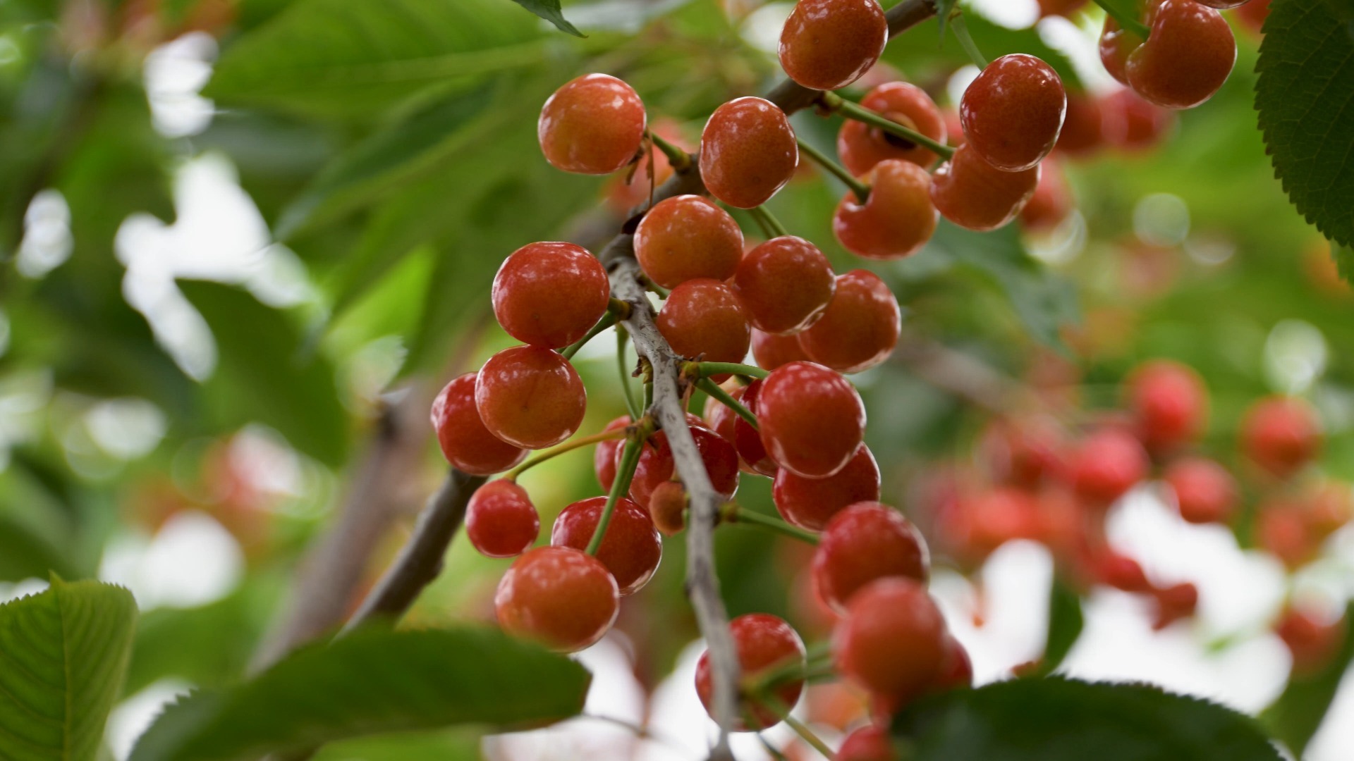 吾乡吾土 俺村的大樱桃的诱惑
