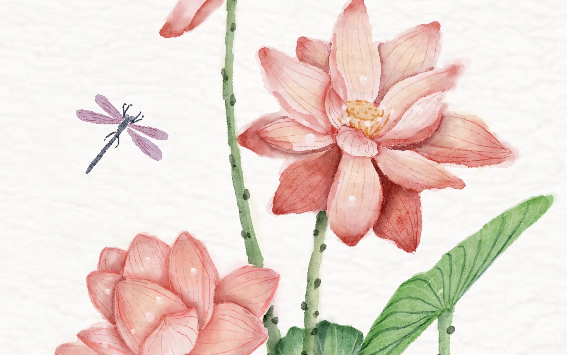 【procreate】夏日荷风 水彩荷花 绘画过程