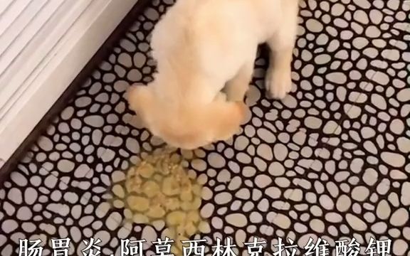 宠物狗每天分享养宠知识.哔哩哔哩bilibili