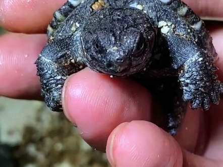 这只北美小鳄龟怎样