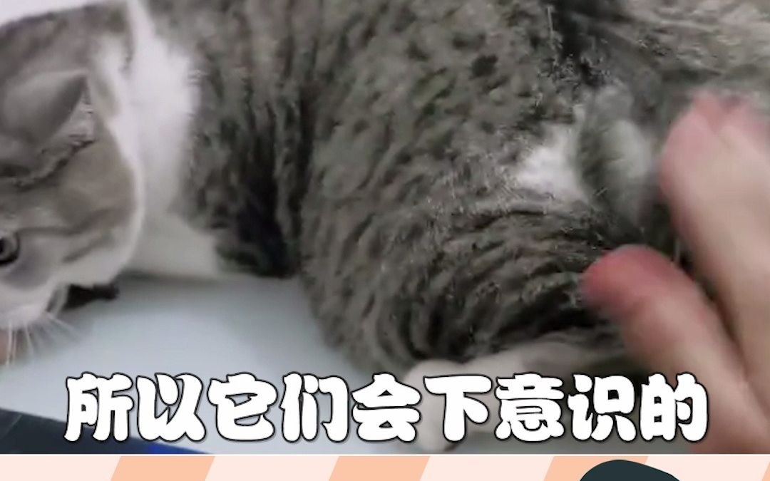 猫动作的含义哔哩哔哩bilibili