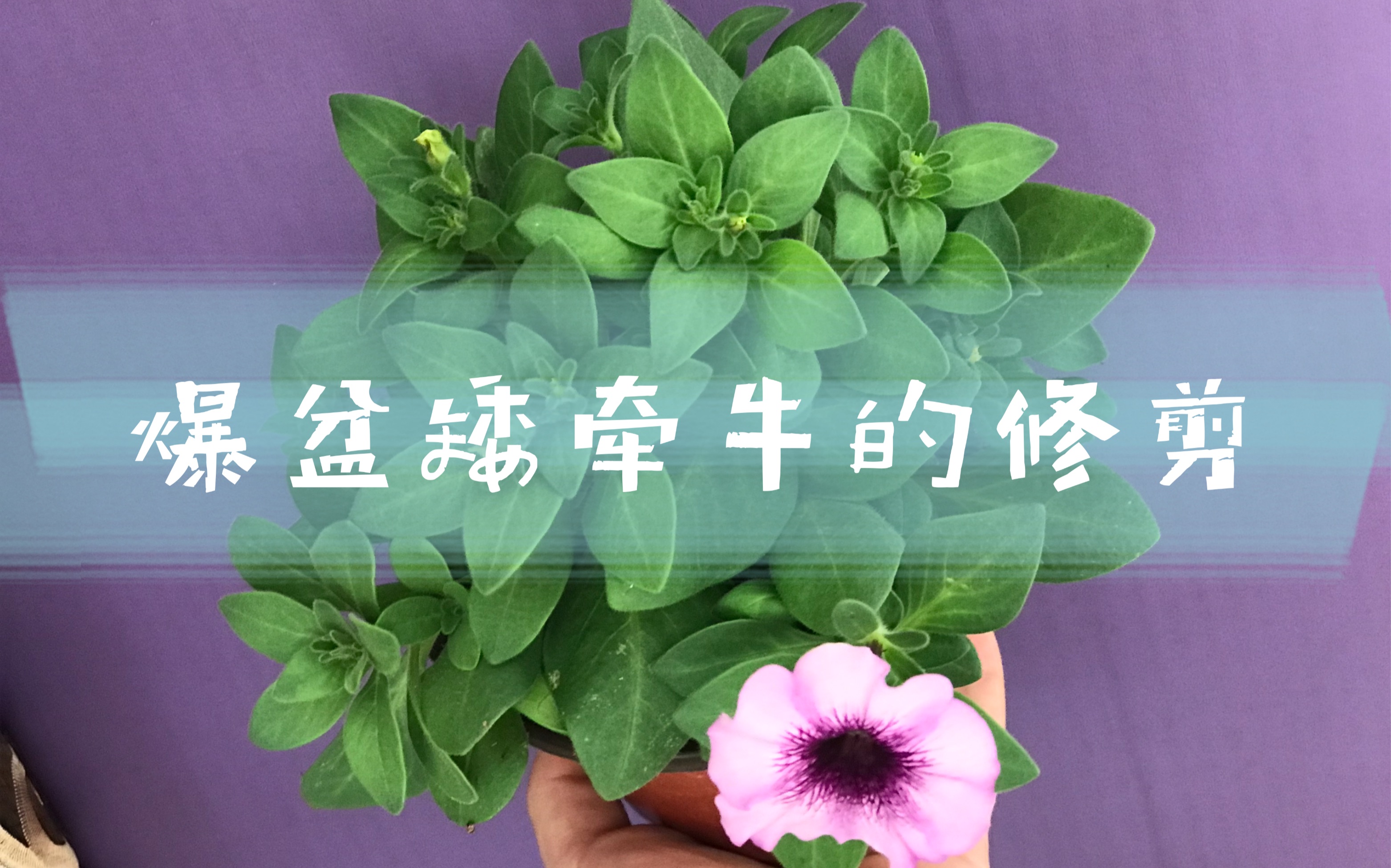 爆盆矮牵牛的修剪