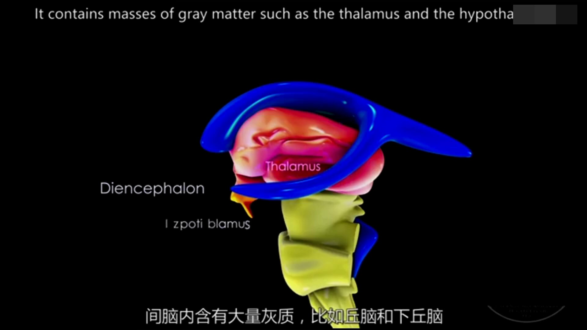 [图]间脑的3D解剖