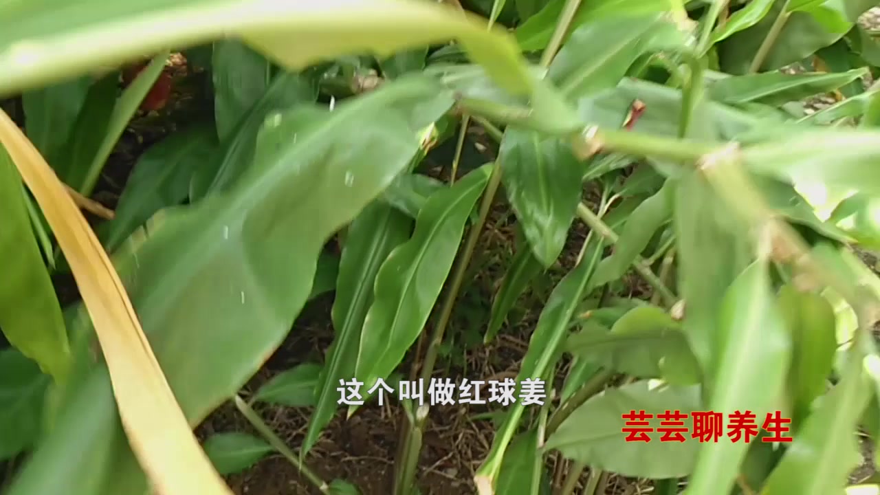 红球姜以根茎入药活血祛瘀行气止痛主治肝气郁滞