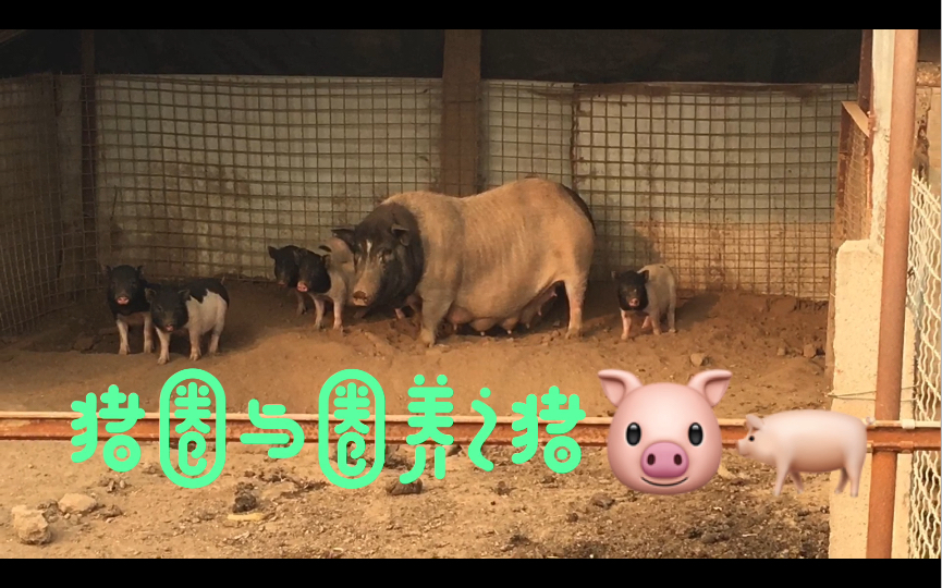 Pigs in Pigsty 猪圈与圈养之猪哔哩哔哩bilibili