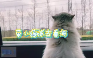 主人带猫咪去看海 猫咪却老想着下海抓鱼 果真是见过世面的喵 哔哩哔哩 つロ干杯 Bilibili