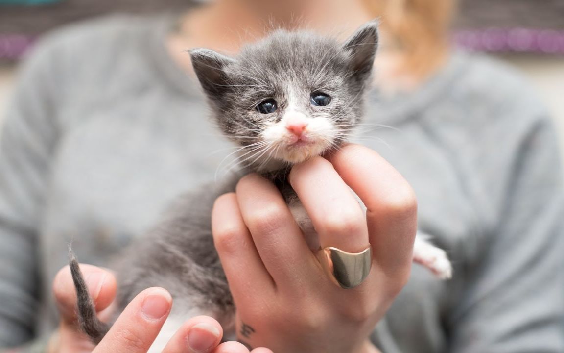 【kitten lady】救助一只骨瘦如柴的小奶猫和她的一家子_哔哩哔哩 (゜