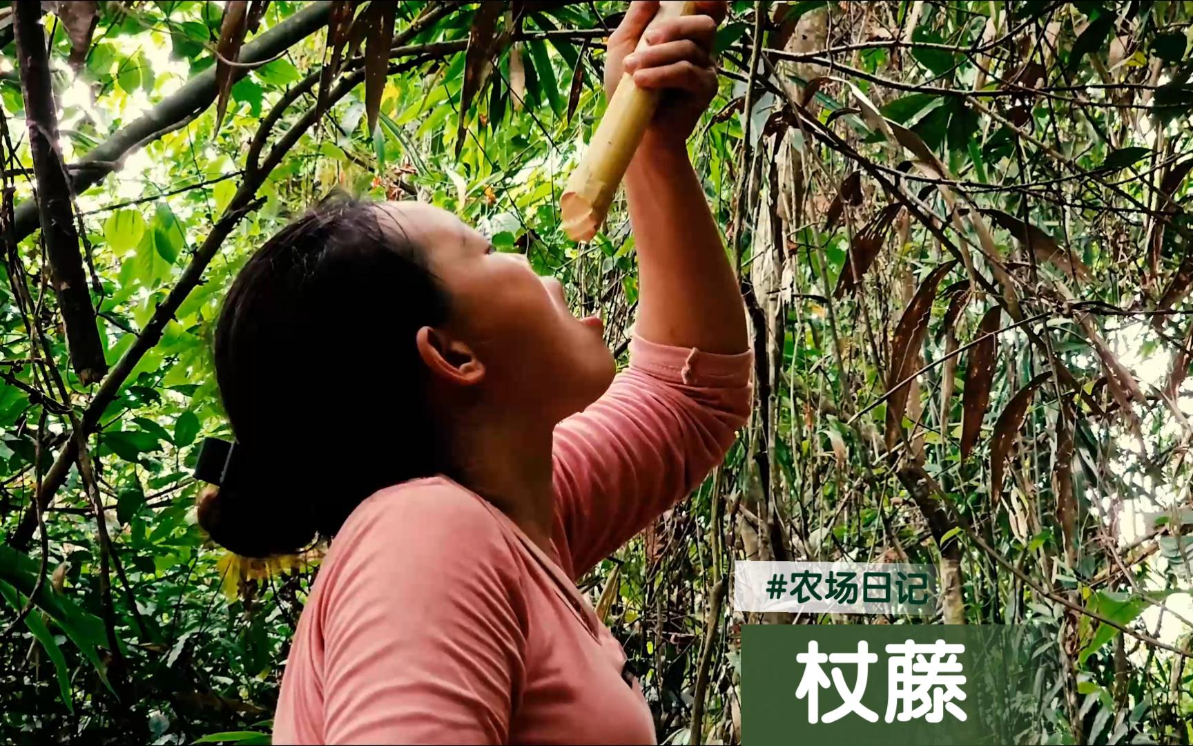 [图]女子独居深山建农场，孤身进山寻宝，巧遇杖藤林中缠绕，巨藤飞舞