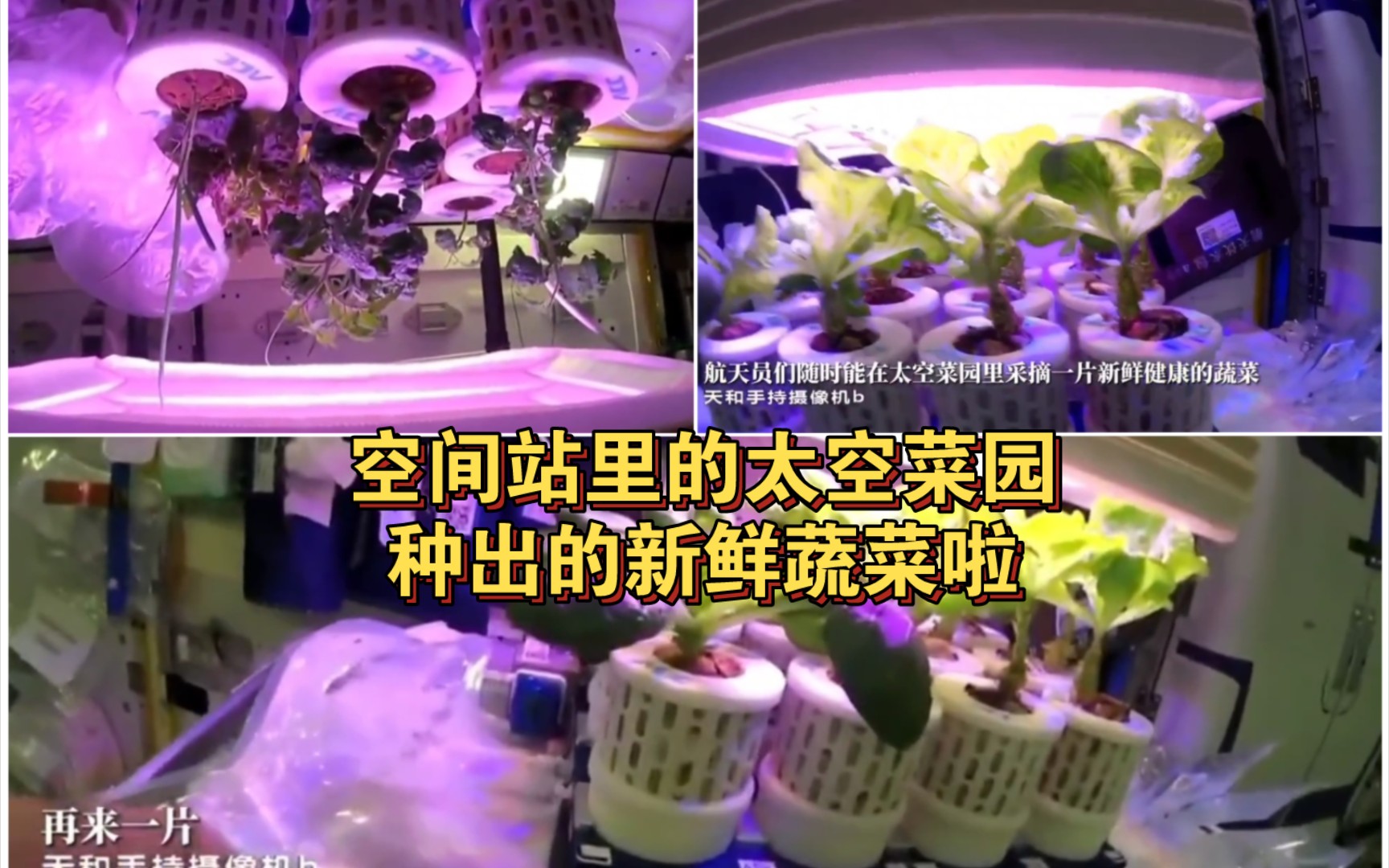 太空菜园里种出新鲜蔬菜,航天员吃到自己种的菜啦