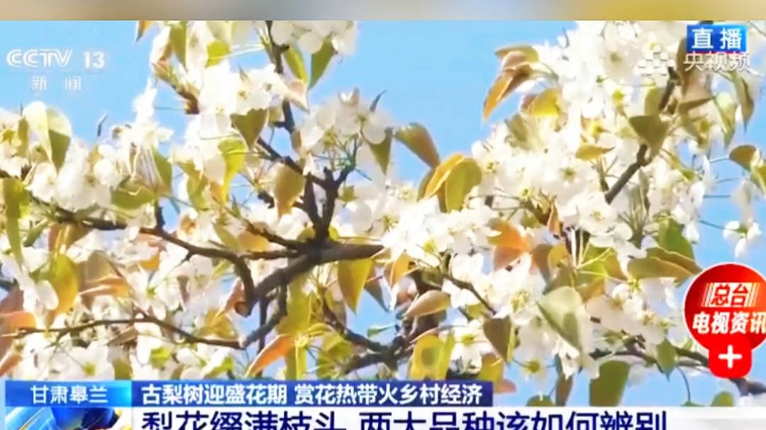 梨树大全
