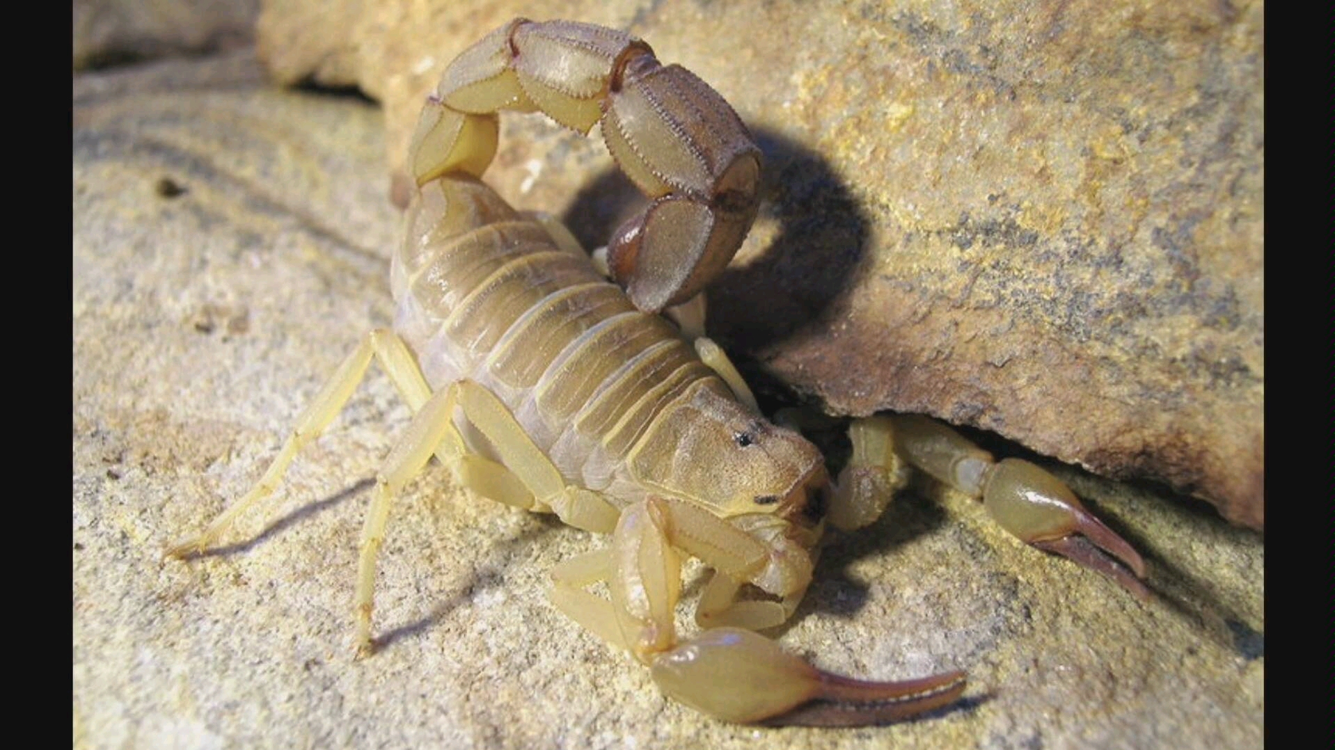 黄肥尾蝎androctonusaustralis开箱